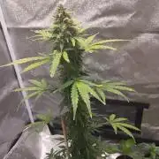 Cookies. My first grow