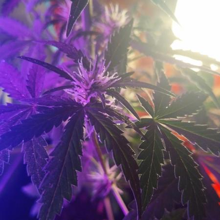 Cookies. My first grow