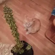 Cookies. My first grow