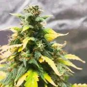 Cookies. My first grow