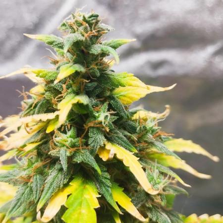 Cookies. My first grow