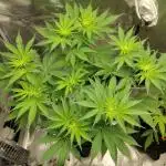 Stephen Hawking Kush - Alphakronik Genes