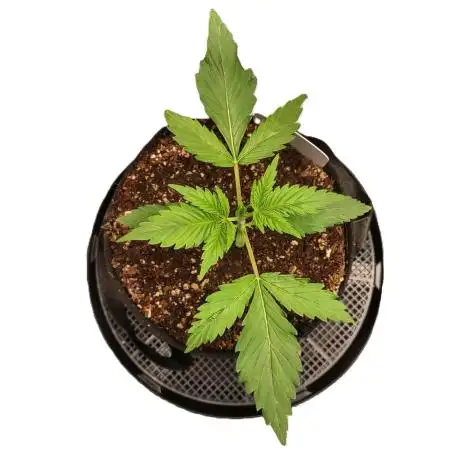 Stephen Hawking Kush - Alphakronik Genes