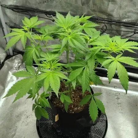Stephen Hawking Kush - Alphakronik Genes