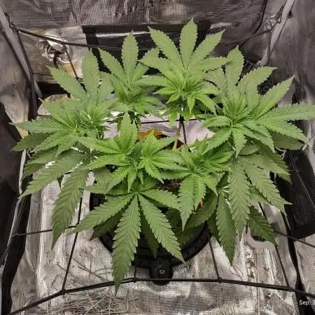 Fruity Pebbles 2.0 by QCS