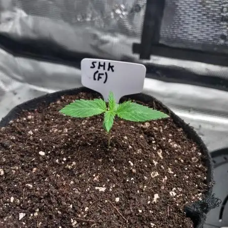 Stephen Hawking Kush