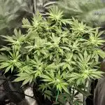 Fruity Pebbles 2.0 by QCS
