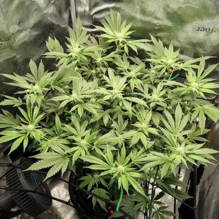 Fruity Pebbles 2.0 by QCS