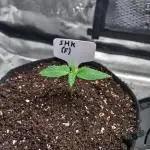 Stephen Hawking Kush - Alphakronik Genes