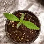 Gelato X GrandDaddy Purple (Cheap Seeds)