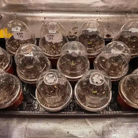 CBD Dragon F3 x CBD Stephen Hawking Kush