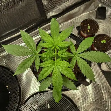 CBD Dragon F3 - Phenohunt (Bubble Tape)
