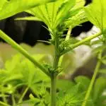CBD Dragon F3 Male for pollen (reg seed)