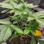 Stephen Hawking Kush - Alphakronik Genes