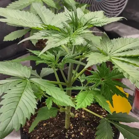 Stephen Hawking Kush - Alphakronik Genes