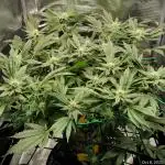 Fruity Pebbles 2.0 - QCS