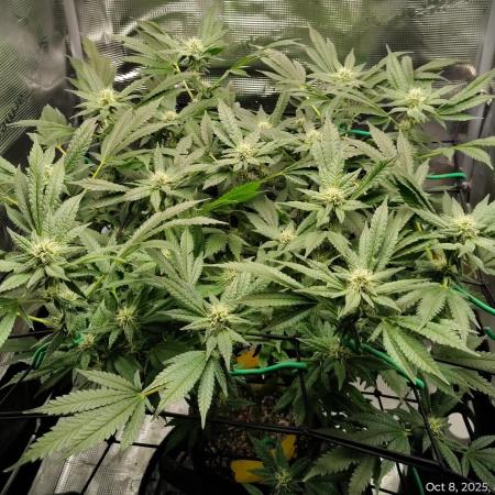 Fruity Pebbles 2.0 - QCS