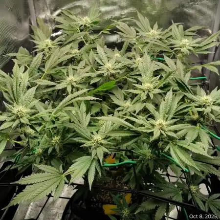 Fruity Pebbles 2.0 - QCS