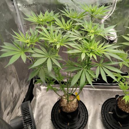 Stephen Hawking Kush - Alphakronik Genes