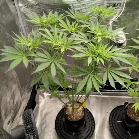 Stephen Hawking Kush - Alphakronik Genes