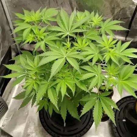 Stephen Hawking Kush - Alphakronik Genes