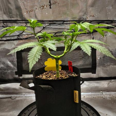 Fruity Pebbles 2.0 by QCS