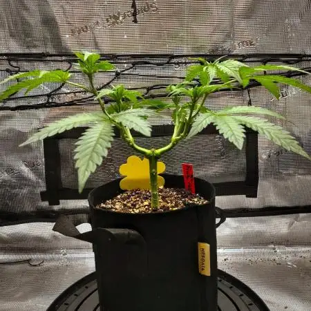 Fruity Pebbles 2.0 by QCS
