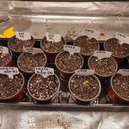 CBD Dragon F3 x Stephen Hawking