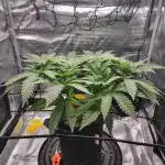 Fruity Pebbles 2.0 by QCS