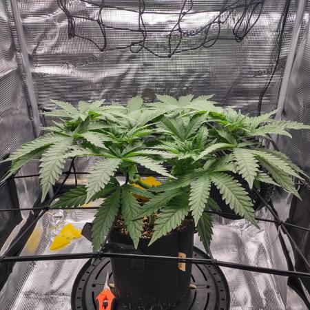 Fruity Pebbles 2.0 by QCS