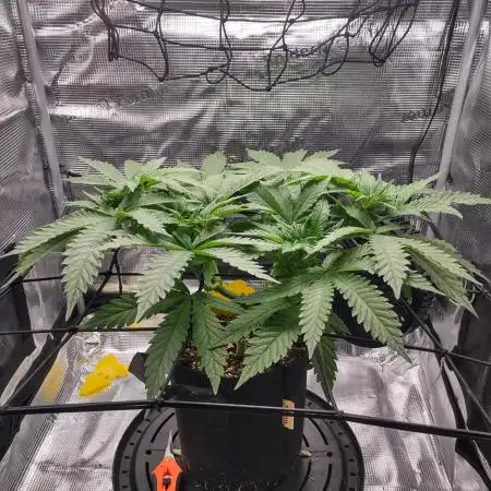 Fruity Pebbles 2.0 by QCS
