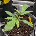 Gelato X GrandDaddy Purple (Cheap Seeds)