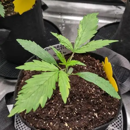 Gelato X GrandDaddy Purple (Cheap Seeds)