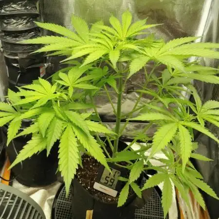 CBD Dragon F3 Male
