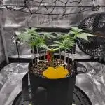 Fruity Pebbles 2.0