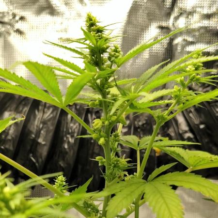 CBD Dragon F3 Male for pollen (reg seed)