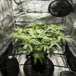 Fruity Pebbles 2.0 by QCS