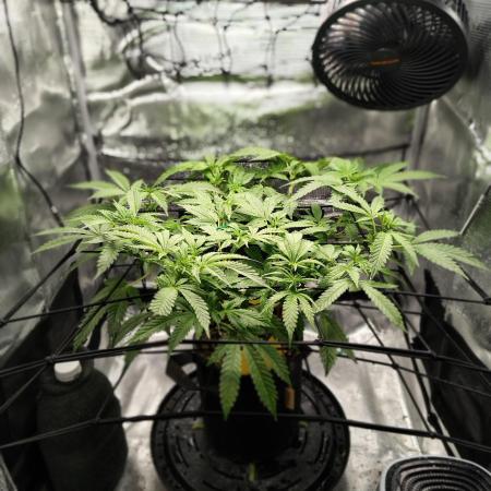 Fruity Pebbles 2.0 by QCS