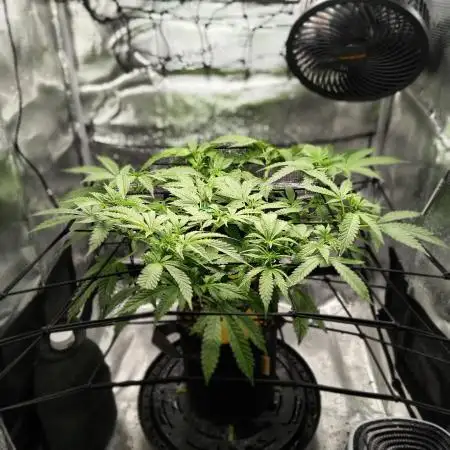 Fruity Pebbles 2.0 by QCS