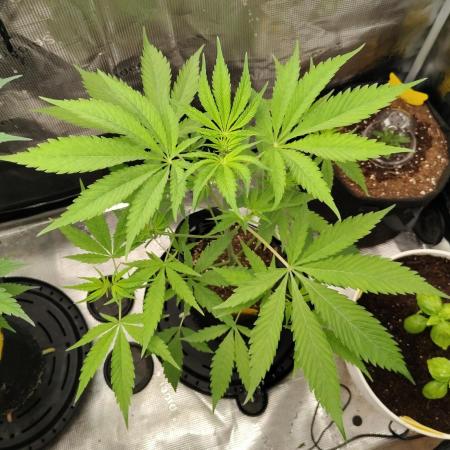 Gelato#33 X GDP (Cheap Seeds)