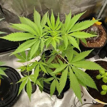 Gelato X GrandDaddy Purple (Cheap Seeds)