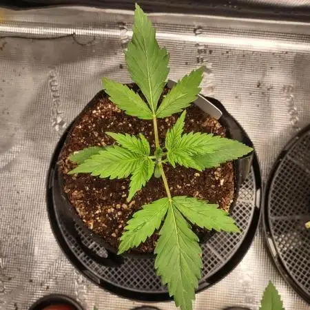 Stephen Hawking Kush - Alphakronik Genes