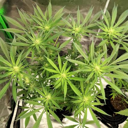 Stephen Hawking Kush - Alphakronik Genes