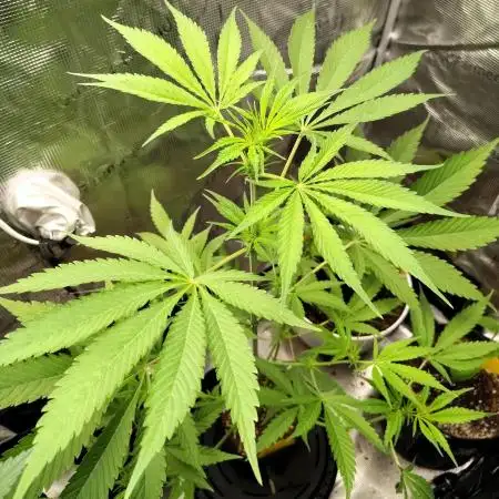 Gelato#33 X GDP (Cheap Seeds)