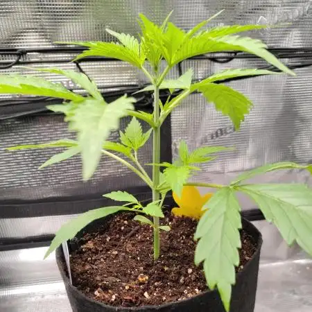 Gelato X GrandDaddy Purple (Cheap Seeds)