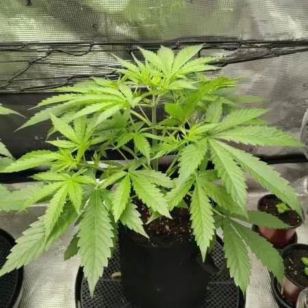 CBD Dragon F3 - Phenohunt (Bubble Tape)