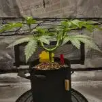 Fruity Pebbles 2.0 by QCS