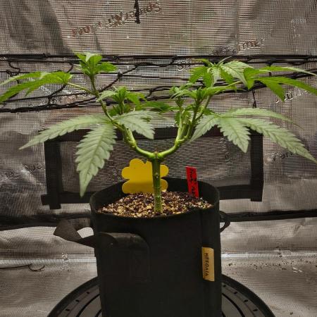 Fruity Pebbles 2.0 by QCS