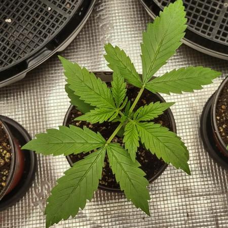 CBD Dragon F3 - Phenohunt (Bubble Tape)