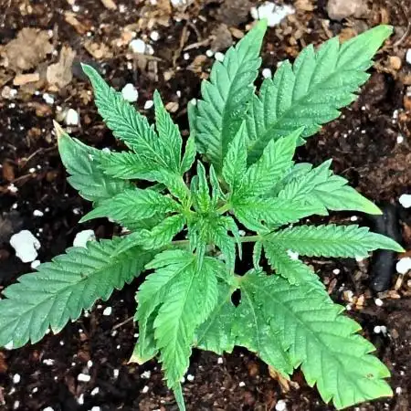 Fruity Pebbles 2.0 Clone